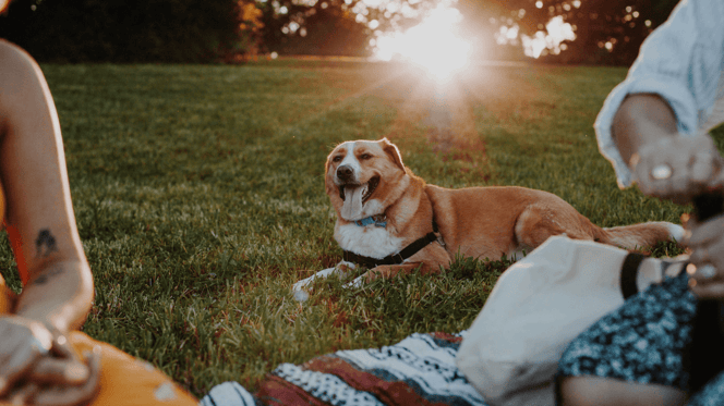 Brown and white dog lying down in park during picnic