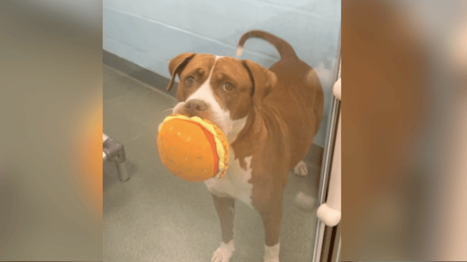 Brown and white Pit Bull