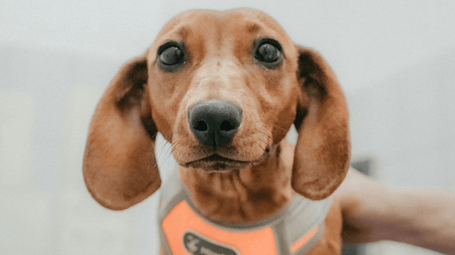 Brown Dachshund looking at camera