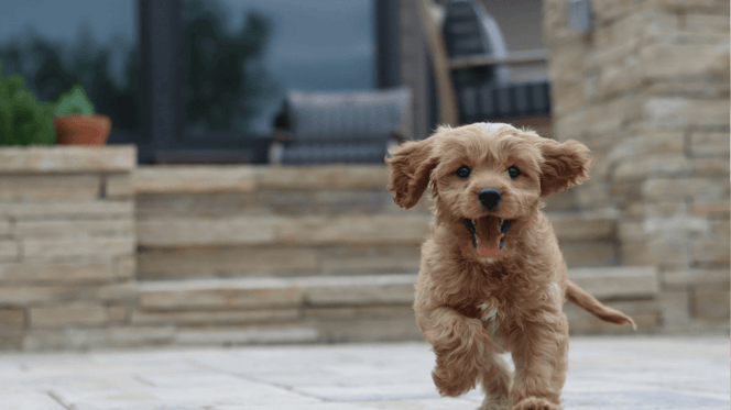 Chiot doodle marron courant vers l'appareil photo