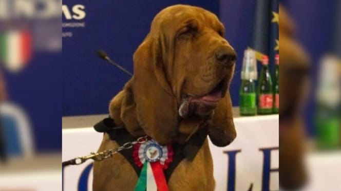 Bruno the sniffer dog