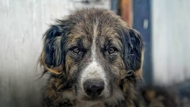 Bubu is op zoek naar een nieuw thuis. Adopteer jij hem?