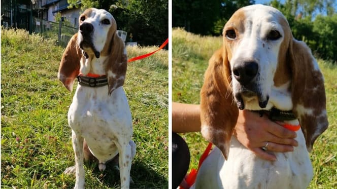 Buddy, chien à adopter