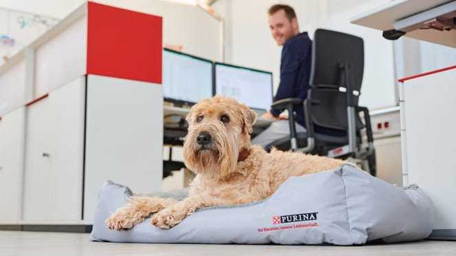Bürohunde sorgen nachweislich für ein besseres Wohlbefinden am Arbeitsplatz.