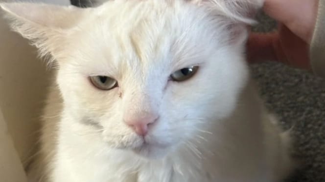 Bug le chat