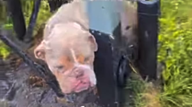 Bulldog Eddie