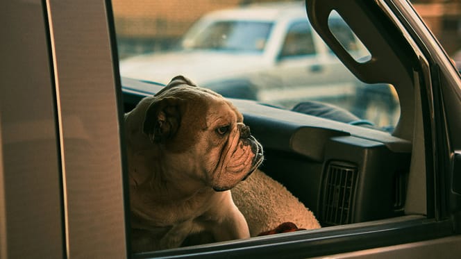 Bulldog in auto