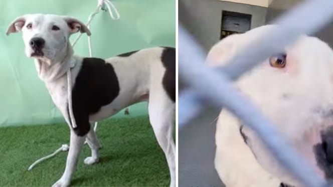 Bullet, le chien à adopter