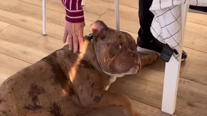 bully-panceta-recibe-mimos-abuela