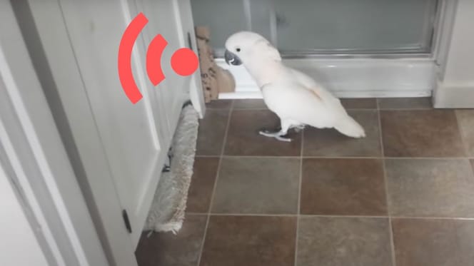 cacatoès se plaignant du chat