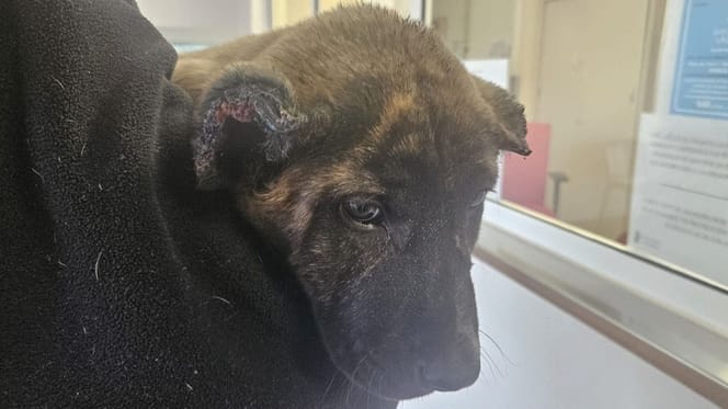 cachorro-orejas-amputadas-albal-valencia