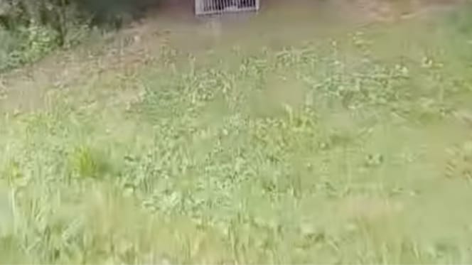 Cage abandonnée