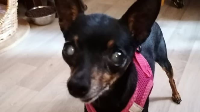Cahouète, 14 ans, a été abandonnée cruellement