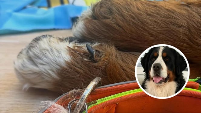 cairo-perro-desaparecido-granada