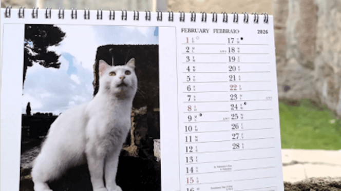 calendario gatti
