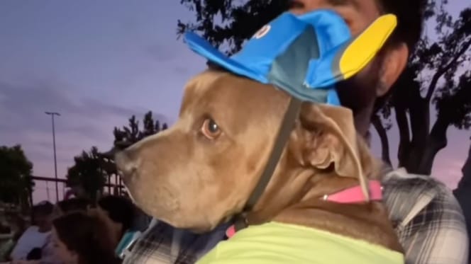 Calypso, femelle Pitbull