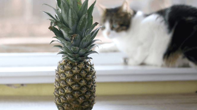 Mag een kat ananas eten?