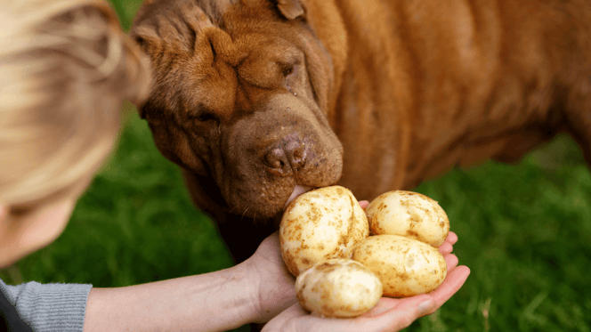 Can dogs eat jacket potatoes: Labrador being fed potato slice