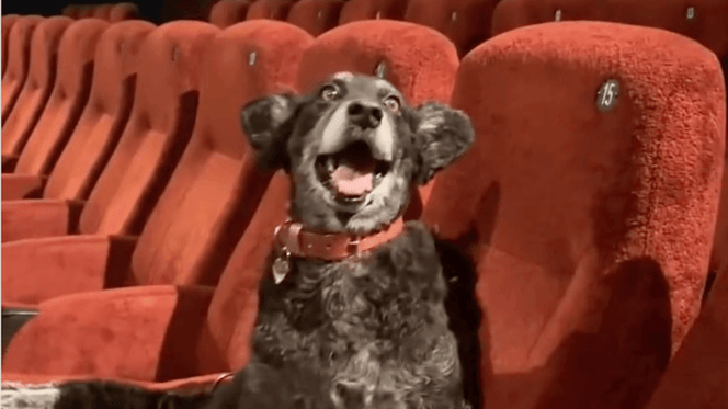 cane al cinema