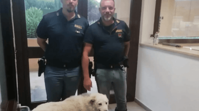 cane con polizia stradale
