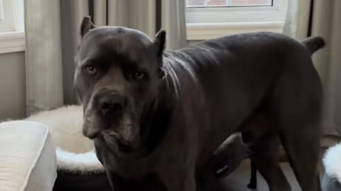 cane corso