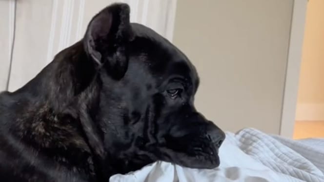 Cane Corso Chien