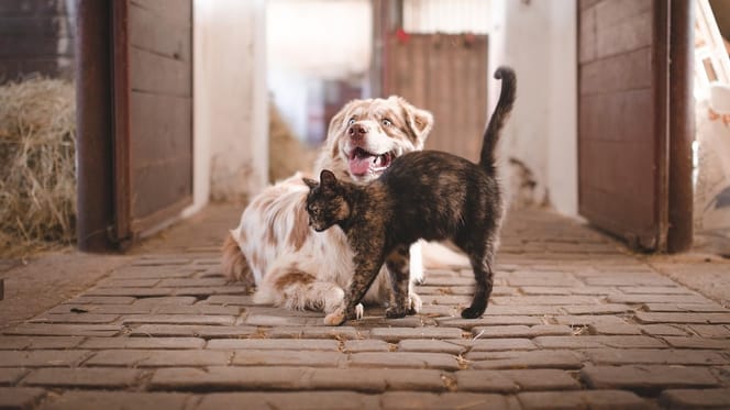 cane e gatto