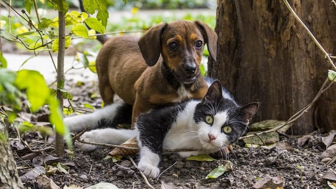 cane e gatto