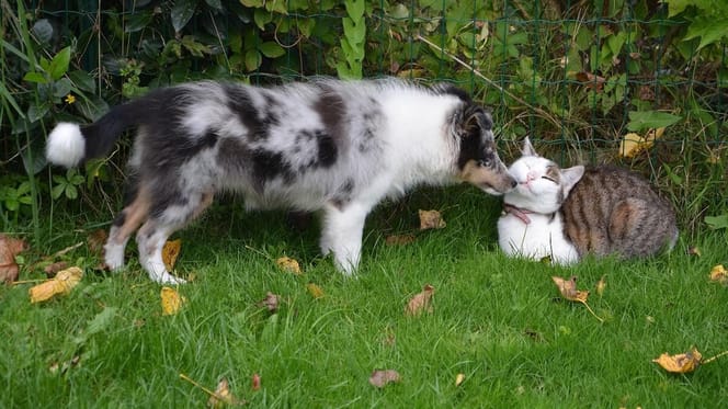 cane e gatto