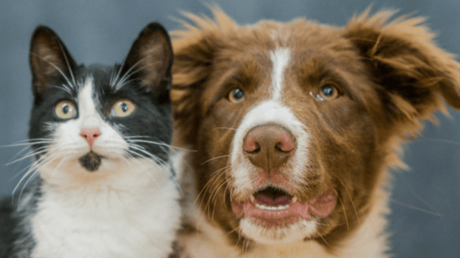 cane e gatto