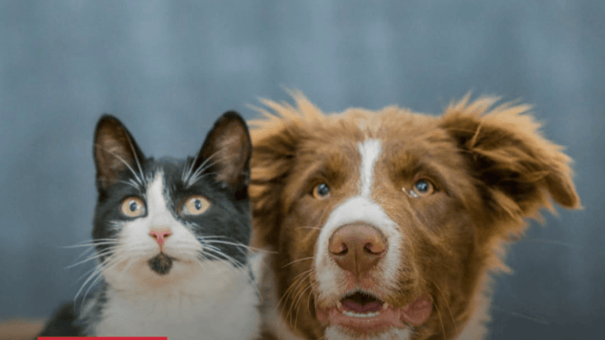 cane e gatto