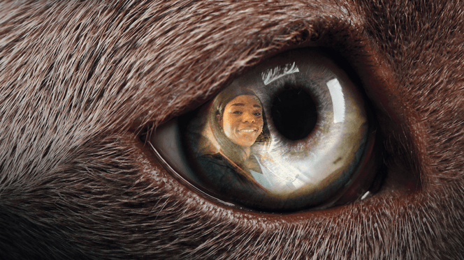cane e veterinario