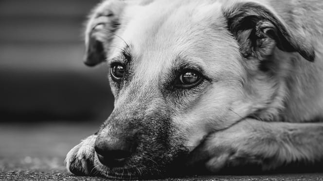 cane in bianco e nero