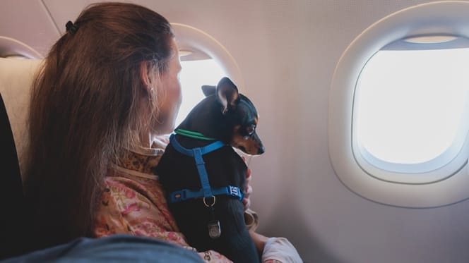 hond in de cabine