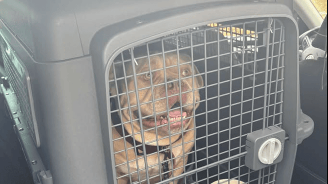 cane in gabbia