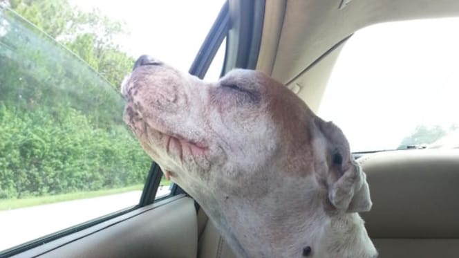 Hund im Auto während seiner letzten Reise