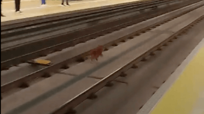 cane in metropolitana