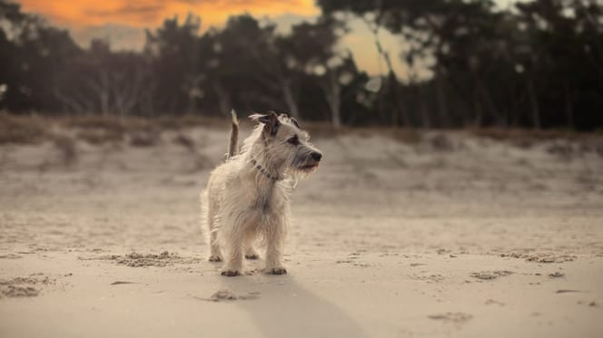 cane in spiaggia