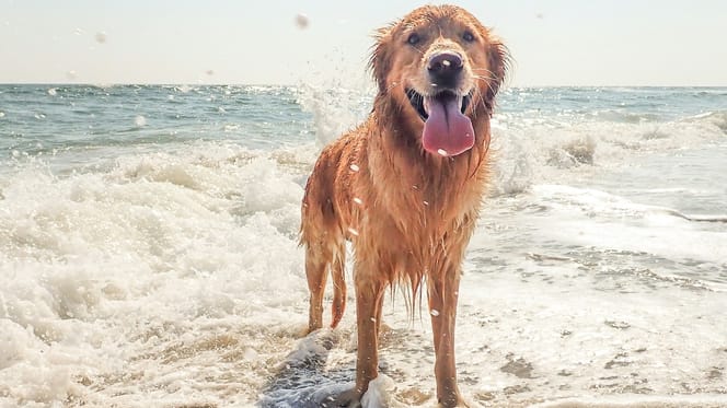 cane in spiaggia