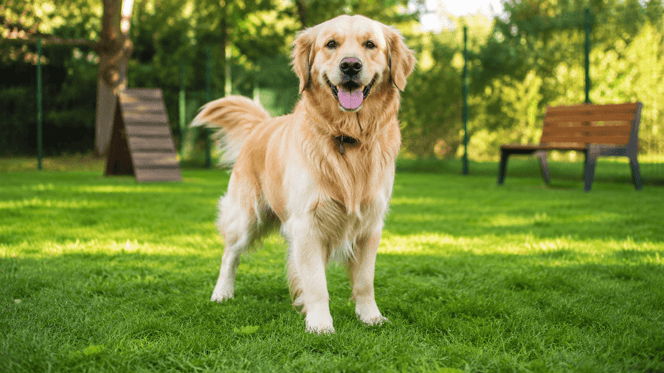 cane in un giardino