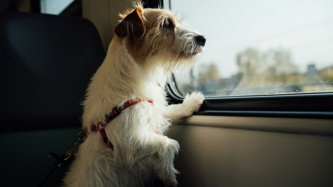 cane in viaggio