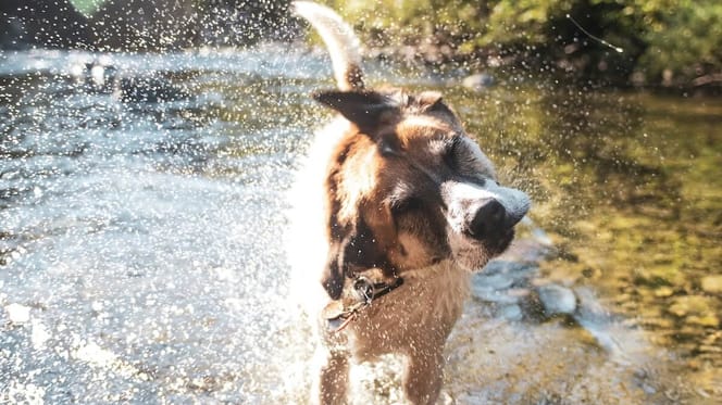 cane nell'acqua