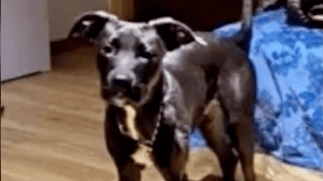 cane Pitbull