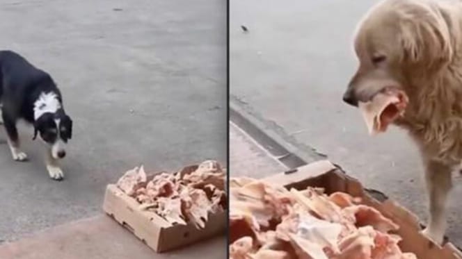 Chien errant devant une caisse remplie de restes de volaille