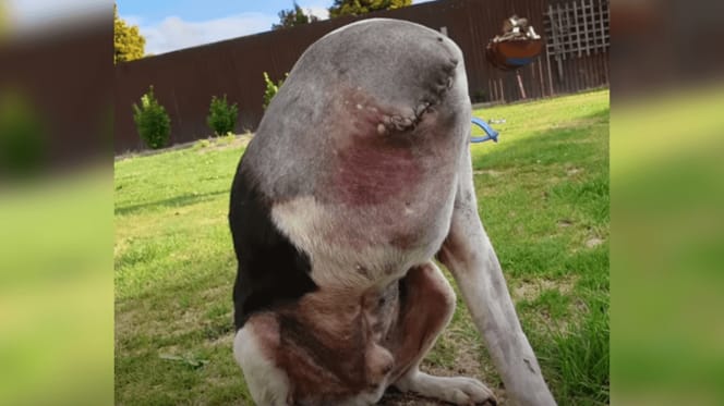 perro sin cabeza