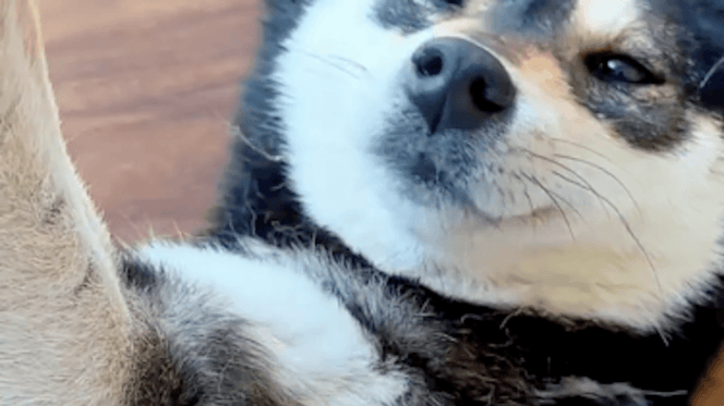 cane spazzolato