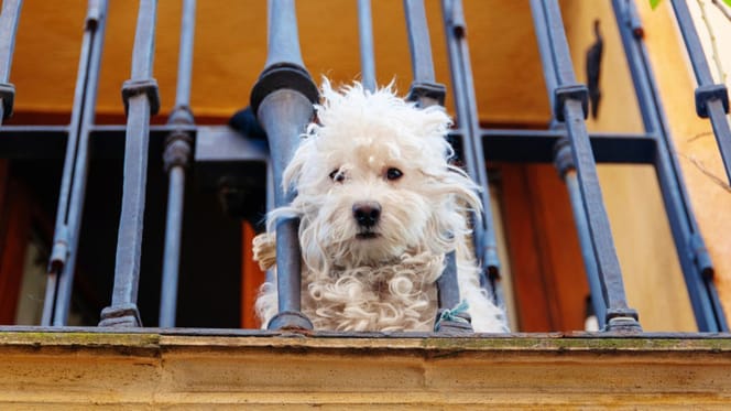 hond op balkon