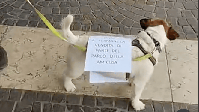 cane votato alle elezioni