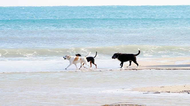 cani in spiaggia