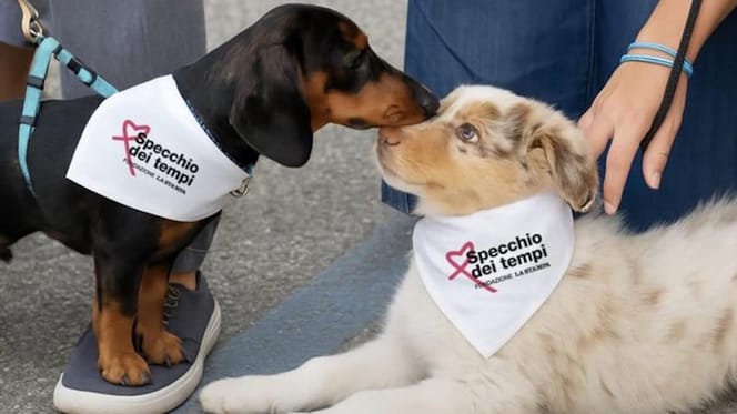 cani insieme